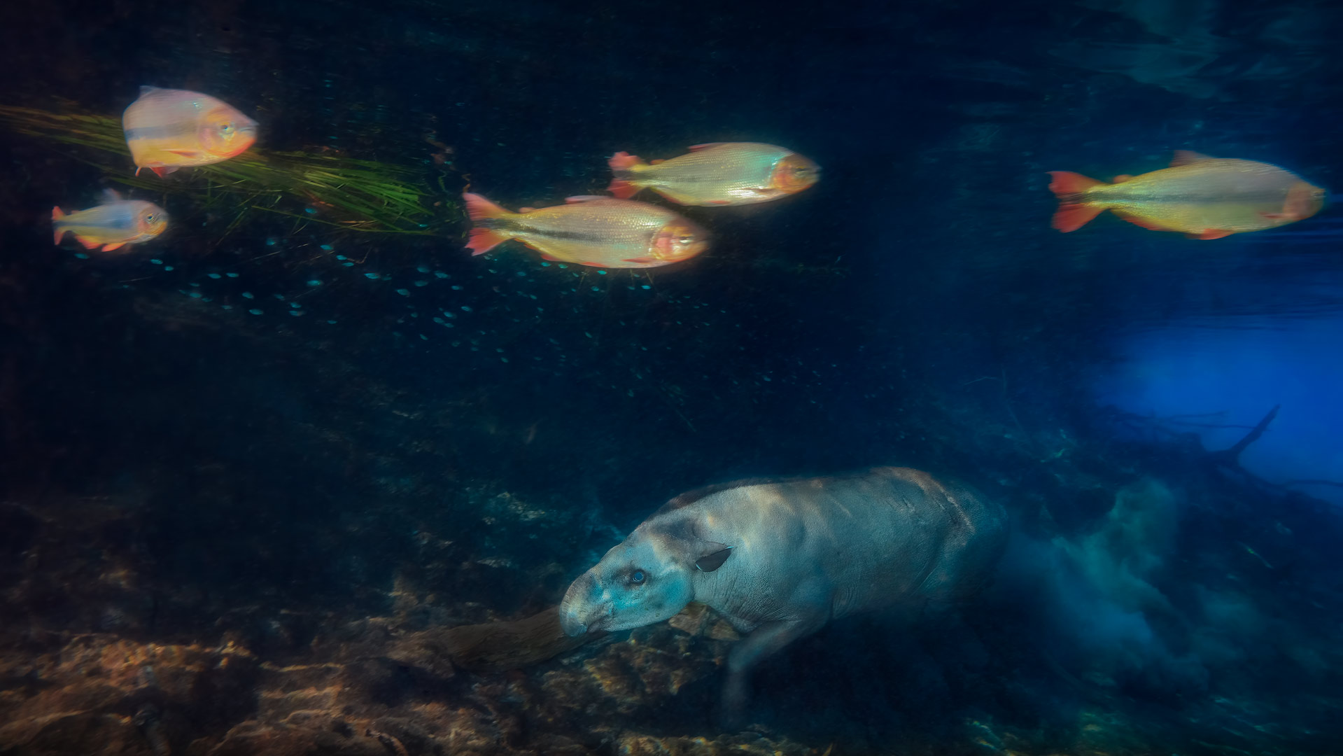 Anta submersa no Rio Olha D´Água - Jardim/MS, Brasil