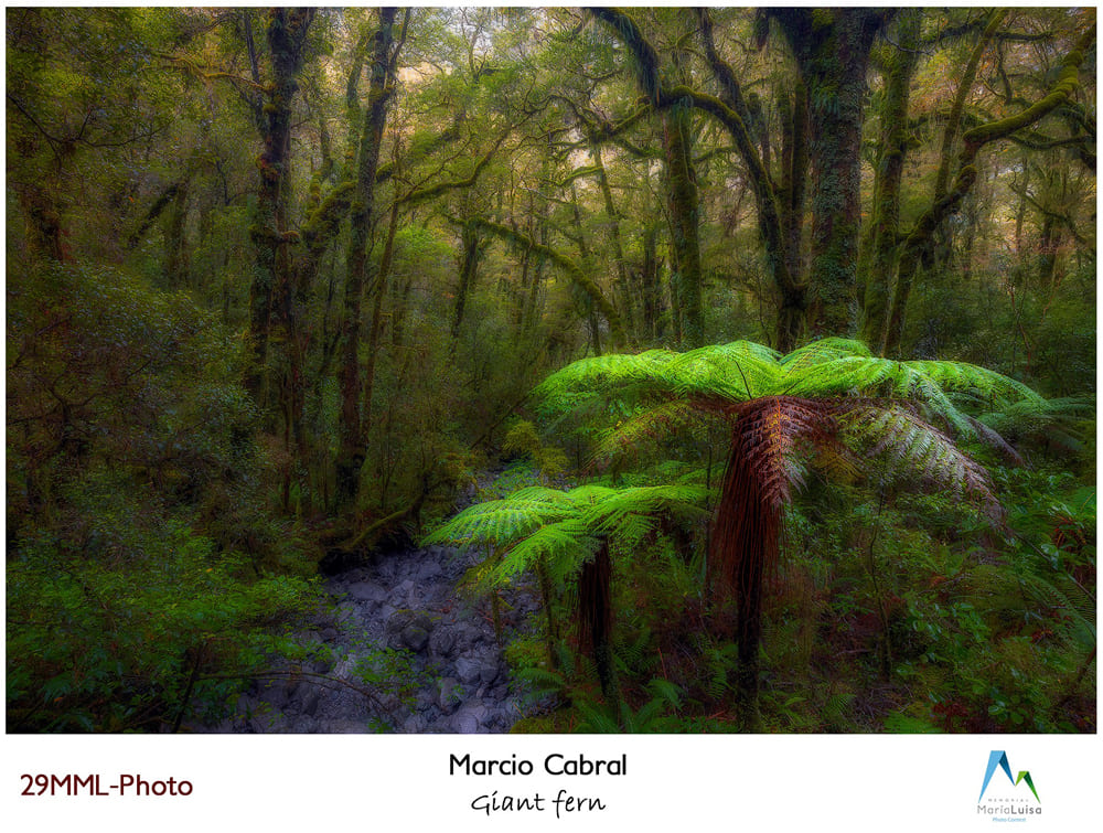 Giant Fern - Highly Commended no MML na Categoria Plant World