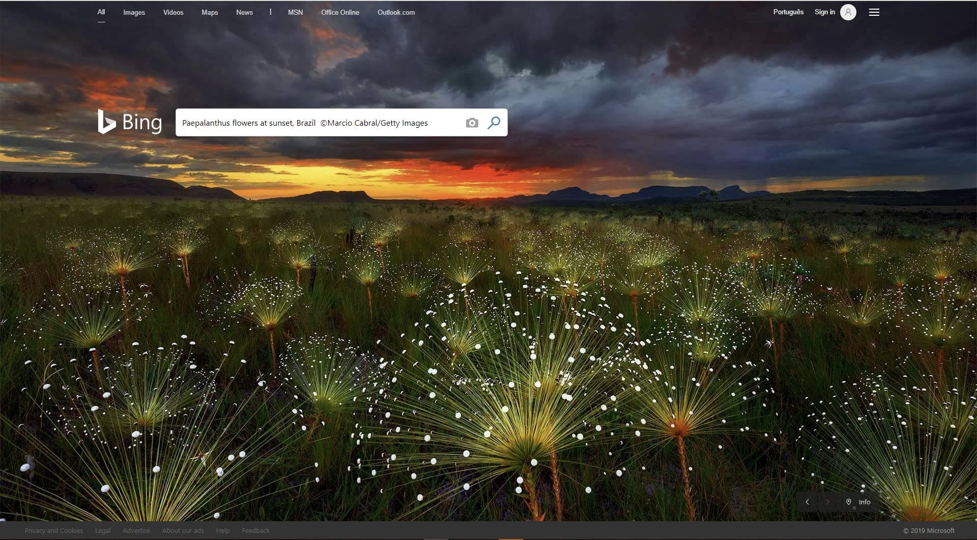 Trierenberg - Paepalanthus é uma das imagens de capa publicadas pelo Bing