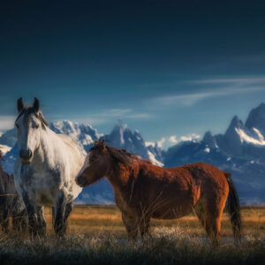 Cavalos da Patagônia Argentina