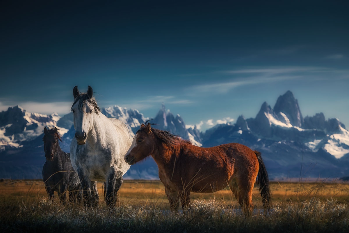Cavalos da Patagônia Argentina