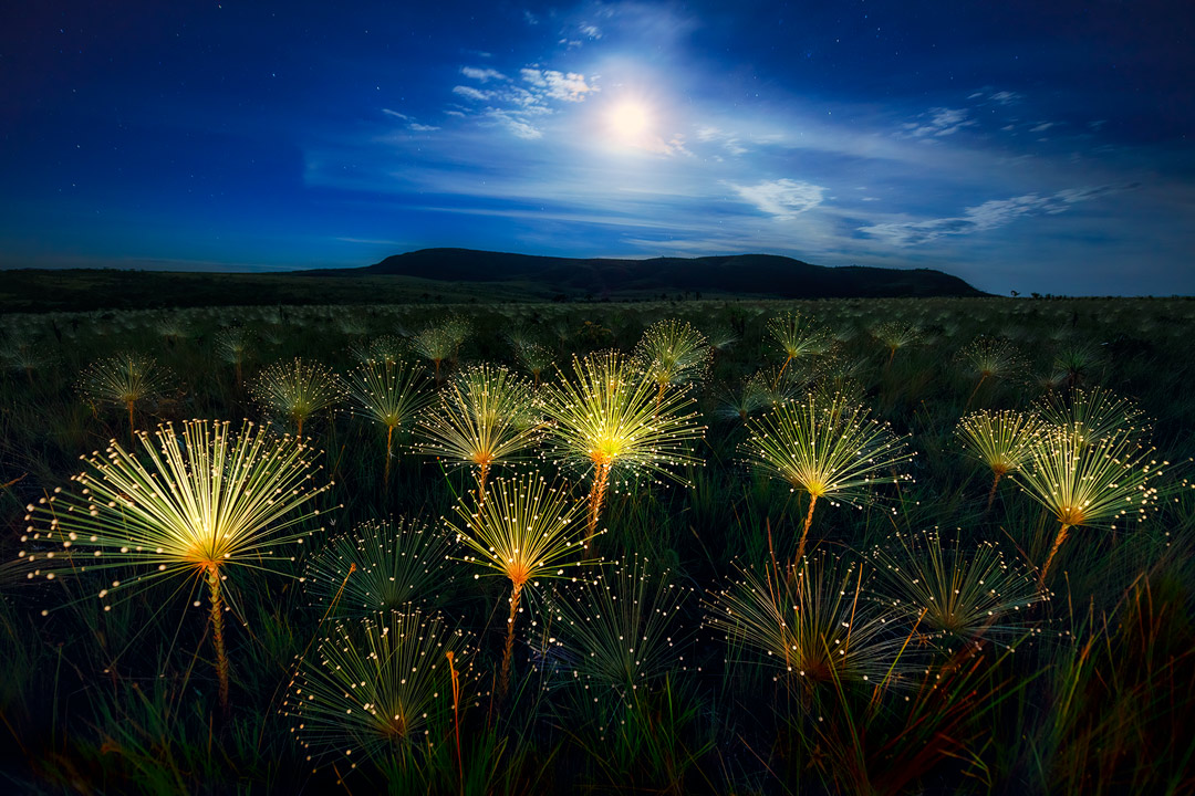 Paepalanthus at Moonrise: Marcio Cabral é Menção Honrosa na Categoria Landscape do Nature´s Best 2017