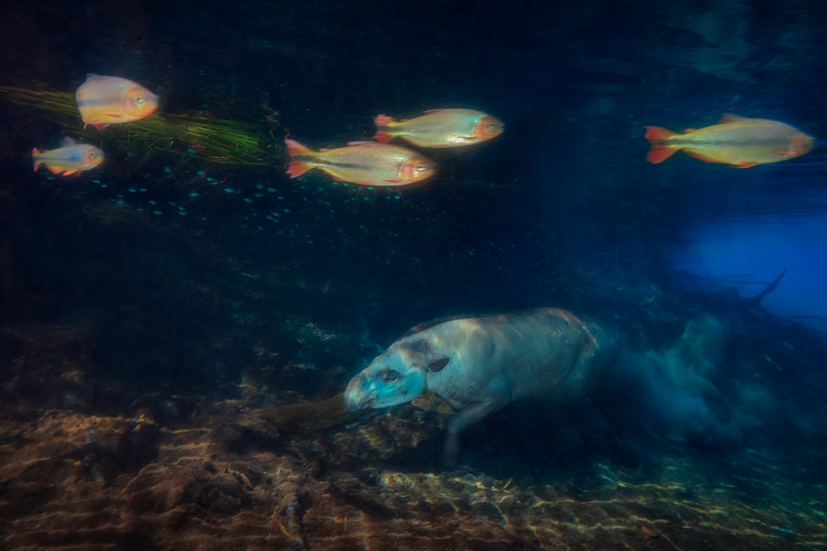 Fotoexplorer - Marcio Cabral - Tapir Diver, Menção Honrosa na categoria Wildlife do NBP International Awards 2024