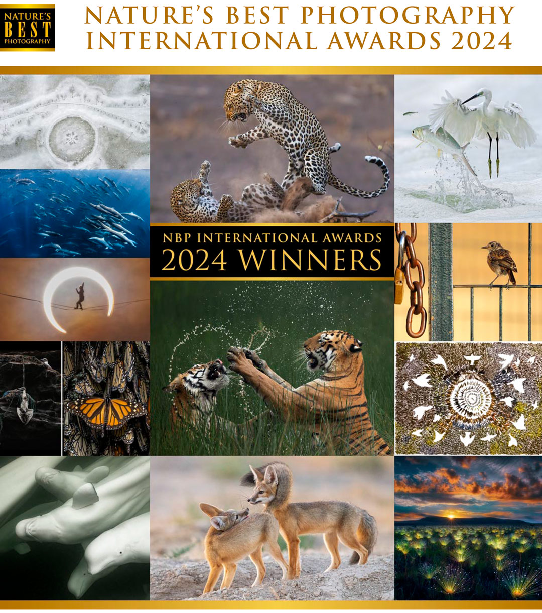 Fotoexplorer - Vencedores das Categorias do NBP International Awards 2024