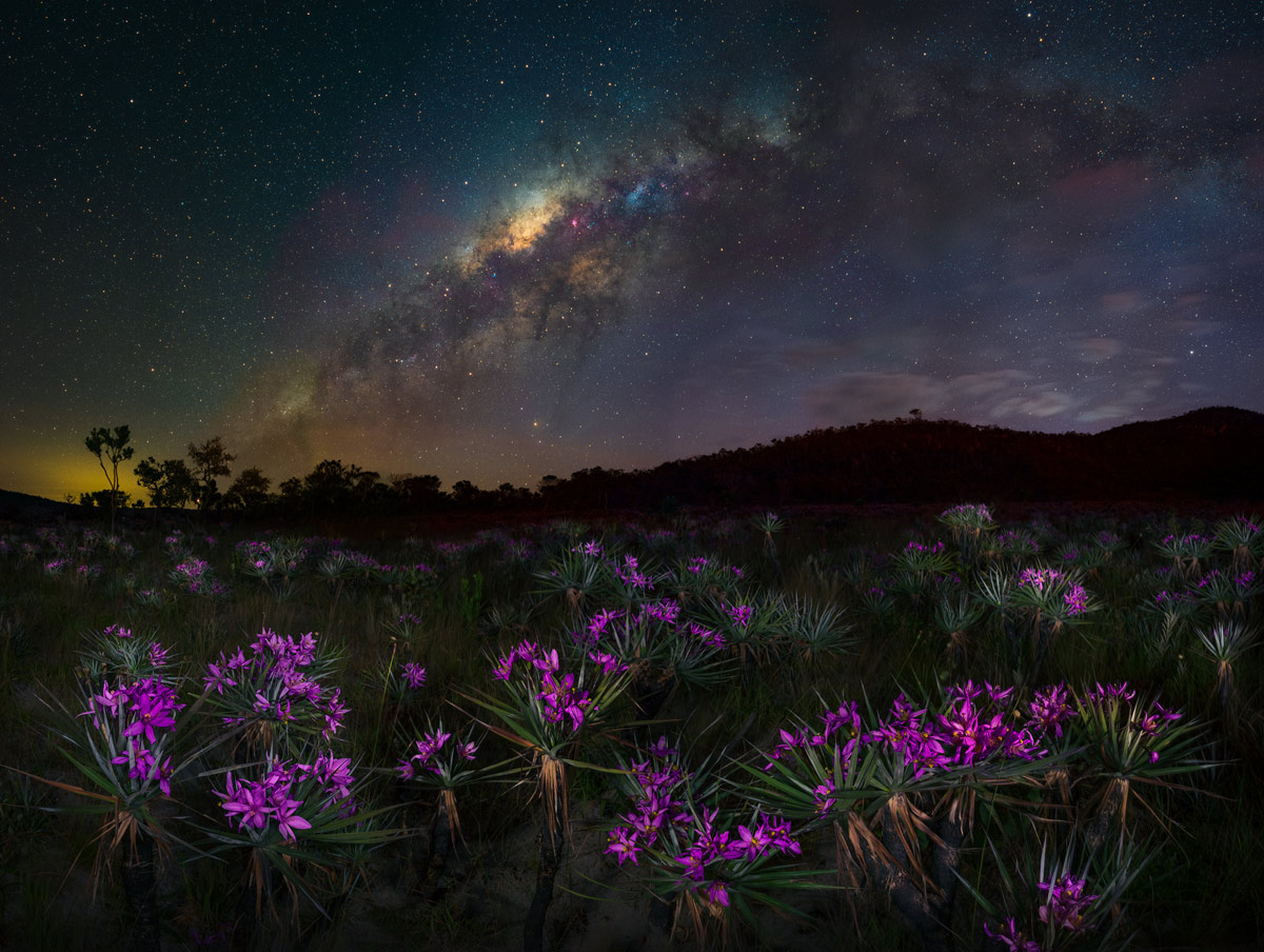 Fotoexplorer - Marcio Cabral - "Fire Flower", Prêmio Carvalho Araújo do FIIN-2024