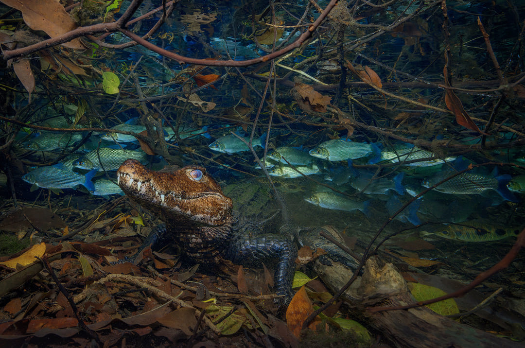 Fotoexplorer - Marcio Cabral - Our Nature - Vencedor na Categoria Pure Nature/Water
