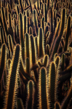Cactos fazem parte da trilha que leva ao Forte São Joaquim, perto da Baía do Sueste.<br><span class="btnsku">SKU ⇢ FNNR003</span> <a class="btnfineart" href="https://fotoexplorer.com/fine-art/#orca" target="_blank" rel="noopener">PEDIR ORÇAMENTO</a> Cactos do Sueste, Fernando de Noronha
