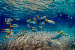 <span class="btnsku">SKU ⇢ BNJD023</span> <a class="btnfineart" href="https://fotoexplorer.com/fine-art/#orca" target="_blank">PEDIR ORÇAMENTO</a> Bonito e Jardim