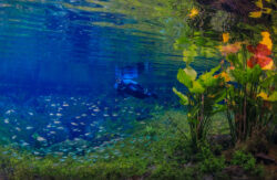 <span class="btnsku">SKU ⇢ BNJD024</span> <a class="btnfineart" href="https://fotoexplorer.com/fine-art/#orca" target="_blank">PEDIR ORÇAMENTO</a> Bonito e Jardim