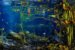 <span class="btnsku">SKU ⇢ BNJD025</span> <a class="btnfineart" href="https://fotoexplorer.com/fine-art/#orca" target="_blank">PEDIR ORÇAMENTO</a> Bonito e Jardim