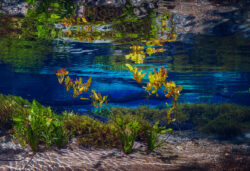 <span class="btnsku">SKU ⇢ BNJD026</span> <a class="btnfineart" href="https://fotoexplorer.com/fine-art/#orca" target="_blank">PEDIR ORÇAMENTO</a> Bonito e Jardim