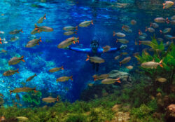 <span class="btnsku">SKU ⇢ BNJD030</span> <a class="btnfineart" href="https://fotoexplorer.com/fine-art/#orca" target="_blank">PEDIR ORÇAMENTO</a> Bonito e Jardim