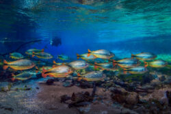 <span class="btnsku">SKU ⇢ BNJD034</span> <a class="btnfineart" href="https://fotoexplorer.com/fine-art/#orca" target="_blank">PEDIR ORÇAMENTO</a> Bonito e Jardim