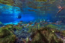 <span class="btnsku">SKU ⇢ BNJD035</span> <a class="btnfineart" href="https://fotoexplorer.com/fine-art/#orca" target="_blank">PEDIR ORÇAMENTO</a> Bonito e Jardim