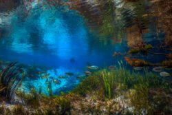 <span class="btnsku">SKU ⇢ BNJD036</span> <a class="btnfineart" href="https://fotoexplorer.com/fine-art/#orca" target="_blank">PEDIR ORÇAMENTO</a> Bonito e Jardim