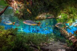 <span class="btnsku">SKU ⇢ BNJD038</span> <a class="btnfineart" href="https://fotoexplorer.com/fine-art/#orca" target="_blank">PEDIR ORÇAMENTO</a> Bonito e Jardim