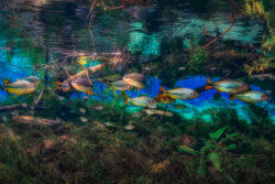 <span class="btnsku">SKU ⇢ BNJD039</span> <a class="btnfineart" href="https://fotoexplorer.com/fine-art/#orca" target="_blank">PEDIR ORÇAMENTO</a> Bonito e Jardim