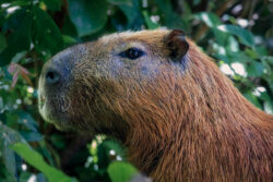 <span class="btnsku">SKU ⇢ BNJD042</span> <a class="btnfineart" href="https://fotoexplorer.com/fine-art/#orca" target="_blank">PEDIR ORÇAMENTO</a> Bonito e Jardim