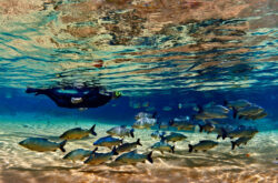 <span class="btnsku">SKU ⇢ BNJD047</span> <a class="btnfineart" href="https://fotoexplorer.com/fine-art/#orca" target="_blank">PEDIR ORÇAMENTO</a> Bonito e Jardim