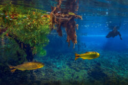 <span class="btnsku">SKU ⇢ BNJD049</span> <a class="btnfineart" href="https://fotoexplorer.com/fine-art/#orca" target="_blank">PEDIR ORÇAMENTO</a> Bonito e Jardim