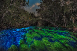 <span class="btnsku">SKU ⇢ BNJD050</span> <a class="btnfineart" href="https://fotoexplorer.com/fine-art/#orca" target="_blank">PEDIR ORÇAMENTO</a> Bonito e Jardim