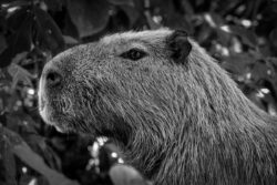 <span class="btnsku">SKU ⇢ BNJD043</span> <a class="btnfineart" href="https://fotoexplorer.com/fine-art/#orca" target="_blank">PEDIR ORÇAMENTO</a> Bonito e Jardim