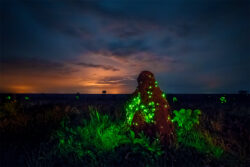 Os cupinzeiros luminescentes do Parque das Emas são um fenômeno natural único no mundo. Sobretudo, essa ocorrência torna o parque um destino imperdível para o ecoturismo brasileiro.<br><span class="btnsku">SKU ⇢ PQEM001</span> <a class="btnfineart" href="https://fotoexplorer.com/fine-art/#orca" target="_blank">PEDIR ORÇAMENTO</a> Parque das Emas