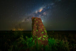 Os cupinzeiros se transformam em verdadeiras lanternas naturais entre abril e setembro, durante a época seca.<br><span class="btnsku">SKU ⇢ PQEM002</span> <a class="btnfineart" href="https://fotoexplorer.com/fine-art/#orca" target="_blank">PEDIR ORÇAMENTO</a> Cupinzeiros luminescentes do Parque das Emas