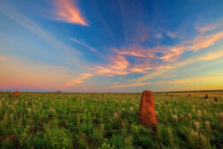 O fenômeno do bioluminescência acontece principalmente nas primeiras horas da noite, quando a atividade das larvas é mais intensa.<br><span class="btnsku">SKU ⇢ PQEM003</span> <a class="btnfineart" href="https://fotoexplorer.com/fine-art/#orca" target="_blank">PEDIR ORÇAMENTO</a> Parque Nacional das Emas