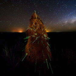 A bioluminescência é produzida por larvas de vagalumes da espécie <em>Pyrophorus divergens</em> que vivem dentro dos cupinzeiros. Essas larvas carnívoras se alimentam de cupins e outros pequenos insetos que habitam os ninhos.<br><span class="btnsku">SKU ⇢ PQEM004</span> <a class="btnfineart" href="https://fotoexplorer.com/fine-art/#orca" target="_blank">PEDIR ORÇAMENTO</a> Cupinzeiros luminescentes do Parque Nacional das Emas