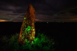 A luz emitida pelos cupinzeiros varia entre tons de verde e azul, criando um espetáculo mágico na escuridão.<br><span class="btnsku">SKU ⇢ PQEM005</span> <a class="btnfineart" href="https://fotoexplorer.com/fine-art/#orca" target="_blank">PEDIR ORÇAMENTO</a> Parque das Emas