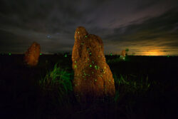 Os cupinzeiros do Parque das Emas podem permanecer luminosos por várias horas consecutivas durante as noites mais favoráveis. Assim também, a intensidade da luminescência depende de fatores como umidade, temperatura e fase lunar.<br><span class="btnsku">SKU ⇢ PQEM006</span> <a class="btnfineart" href="https://fotoexplorer.com/fine-art/#orca" target="_blank">PEDIR ORÇAMENTO</a> Bioluminescência no Parque das Emas
