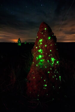 Certamente, as noites sem lua oferecem as melhores condições para observar os cupinzeiros brilhantes.<br><span class="btnsku">SKU ⇢ PQEM007</span> <a class="btnfineart" href="https://fotoexplorer.com/fine-art/#orca" target="_blank">PEDIR ORÇAMENTO</a> Fenômeno da bioluminescência no Parque Nacional das Emas