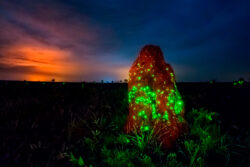 A observação dos cupinzeiros luminescentes deve ser feita com lanternas de luz vermelha para não prejudicar o fenômeno.<br><span class="btnsku">SKU ⇢ PQEM009</span> <a class="btnfineart" href="https://fotoexplorer.com/fine-art/#orca" target="_blank">PEDIR ORÇAMENTO</a> Cupinzeiros luminescentes do Parque Nacional das Emas