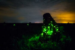 Os cupinzeiros luminescentes representam um exemplo fascinante de adaptação e simbiose na natureza.<br><span class="btnsku">SKU ⇢ PQEM010</span> <a class="btnfineart" href="https://fotoexplorer.com/fine-art/#orca" target="_blank">PEDIR ORÇAMENTO</a> Parque das Emas
